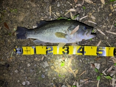 ブラックバスの釣果