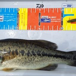 ラージマウスバス