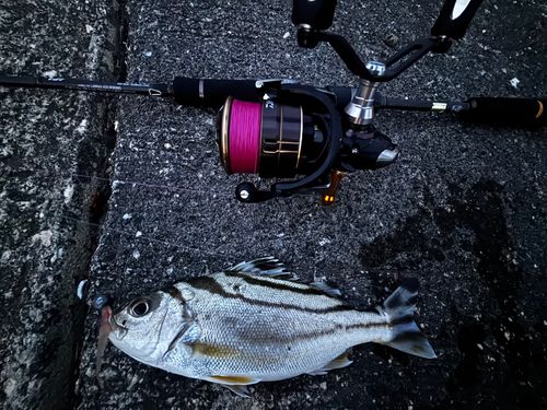 コトヒキの釣果