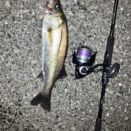 セイゴ（マルスズキ）