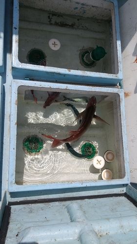 タイの釣果