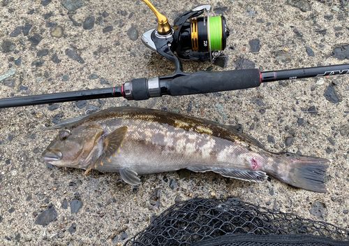 アイナメの釣果