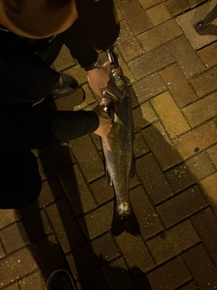 スズキの釣果