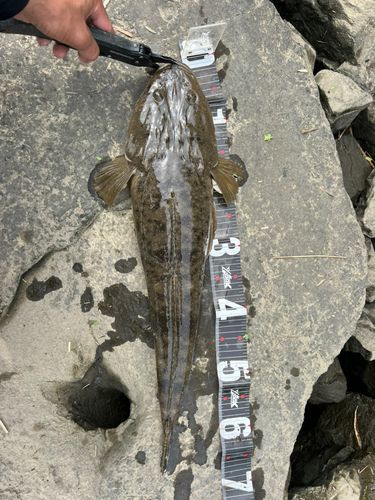 マゴチの釣果