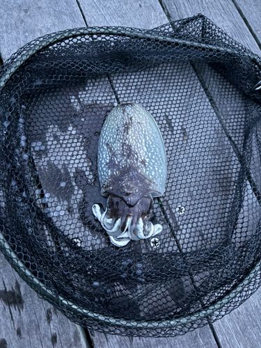 コウイカの釣果