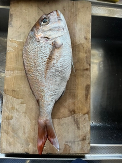 マダイの釣果