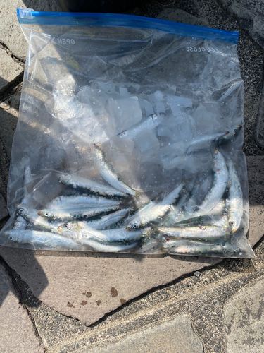 イワシの釣果