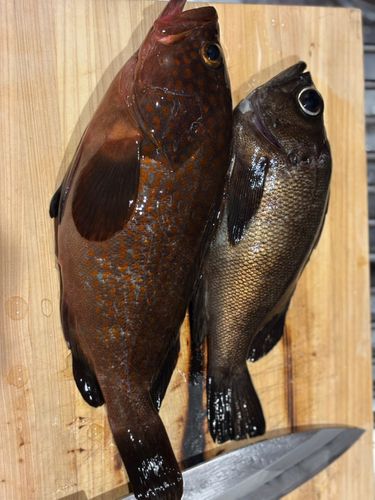 キジハタの釣果