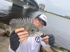 キビレの釣果