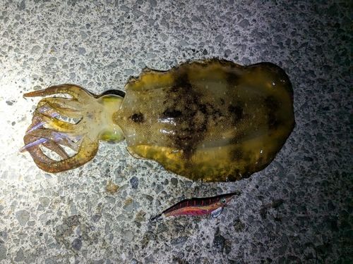 アオリイカの釣果