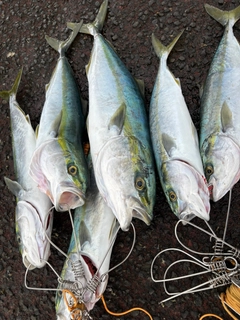 イナダの釣果