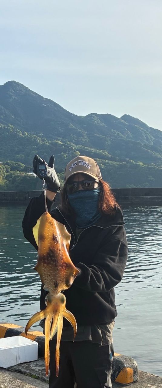 アオリイカ