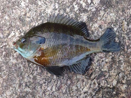 ブルーギルの釣果