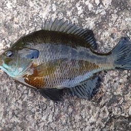 ブルーギル