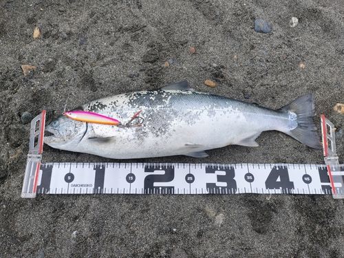 ウミサクラの釣果