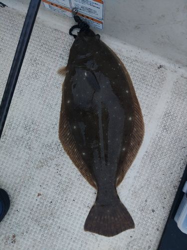 ヒラメの釣果