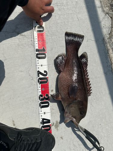 コブダイの釣果