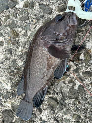 マゾイの釣果