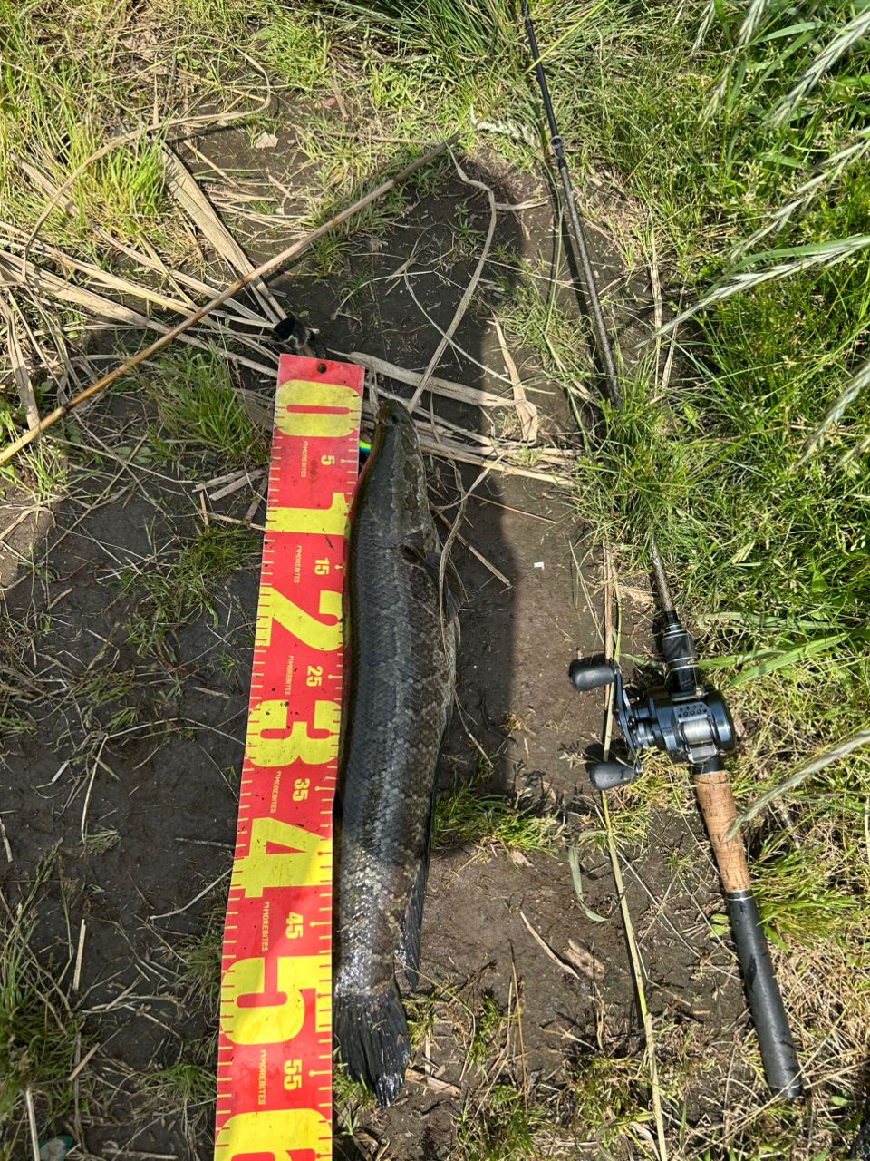 スネークヘッド