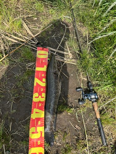 スネークヘッドの釣果