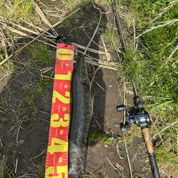 スネークヘッド