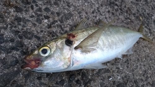マルアジの釣果