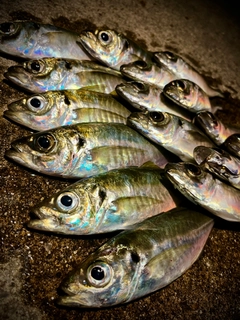 アジの釣果