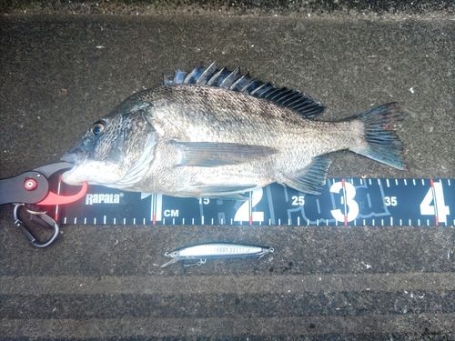 チヌの釣果