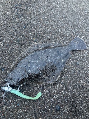 ソゲの釣果