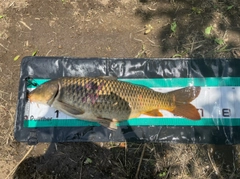 コイの釣果