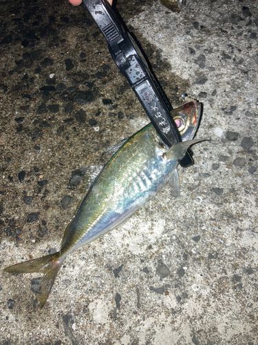 マアジの釣果