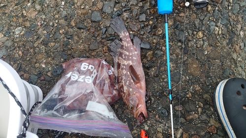 キジハタの釣果