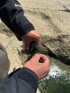 クロメジナの釣果