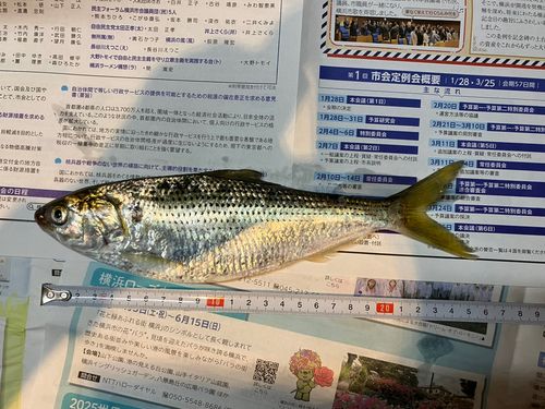 コノシロの釣果