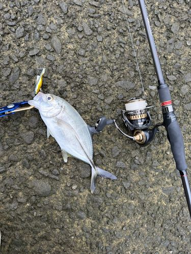 メッキの釣果