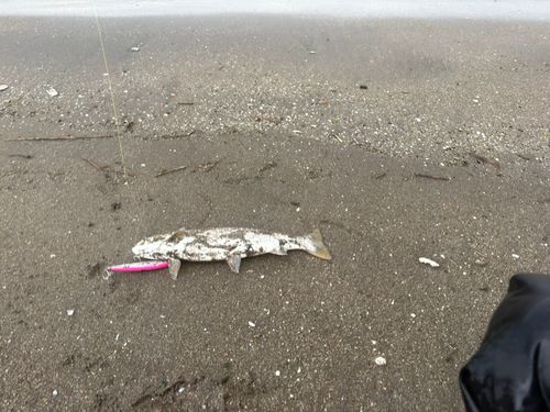 アメマスの釣果