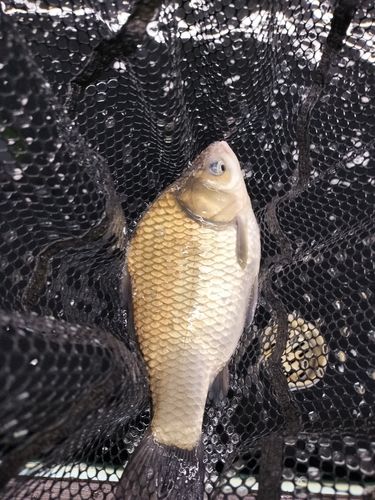 ヘラブナの釣果