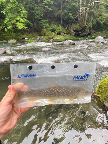 イワナの釣果