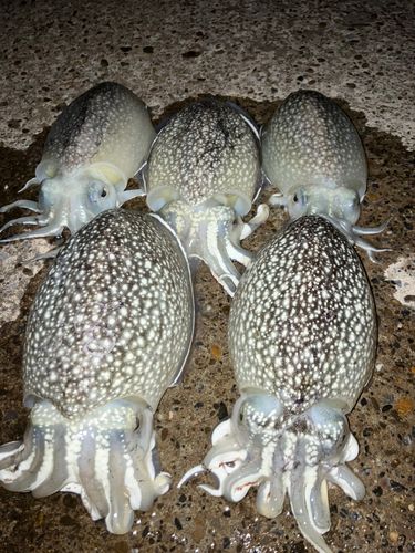 シリヤケイカの釣果