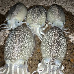 シリヤケイカ
