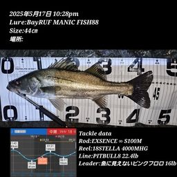 シーバス