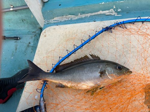 イサキの釣果