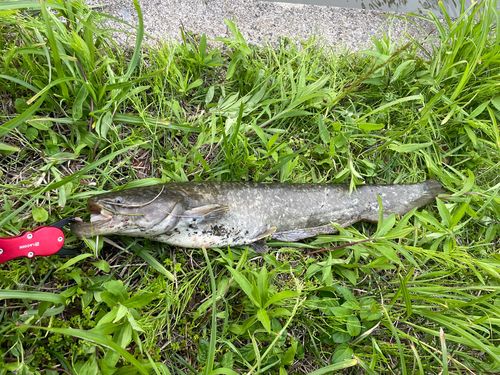 ナマズの釣果