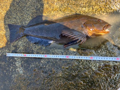 アイナメの釣果