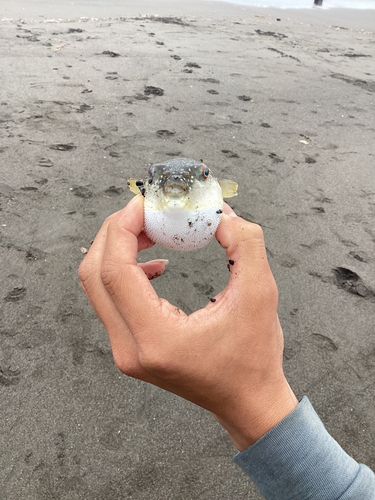 クサフグの釣果