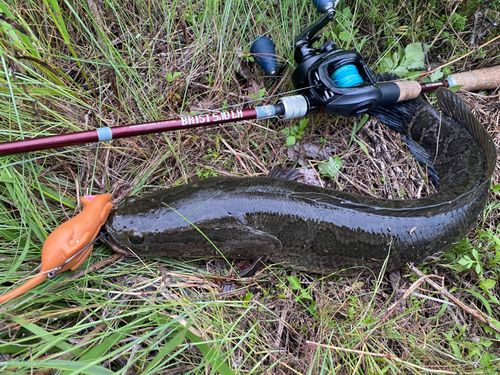 ライギョの釣果