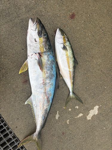 ヒラマサの釣果