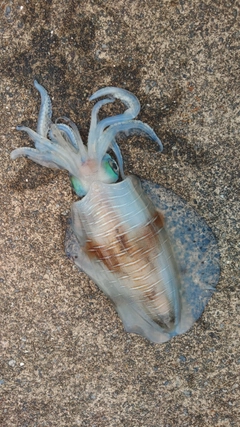 アオリイカの釣果