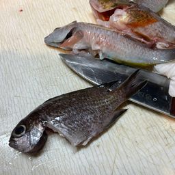 ホシササノハベラ