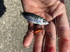 サバの釣果